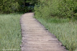 IMG_9798